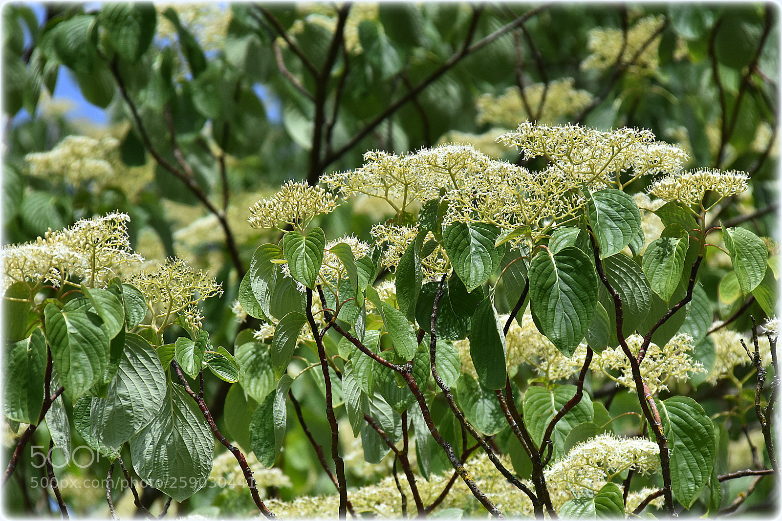 Nikon D7200 sample photo. "tree" photography