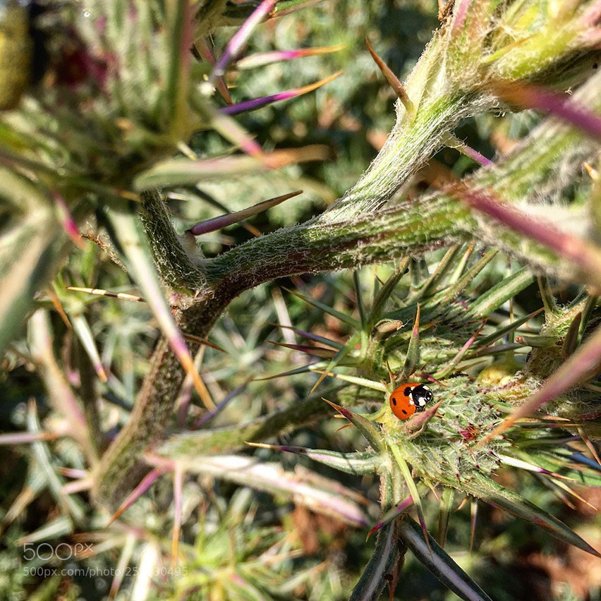 Apple iPhone SE sample photo. Img photography