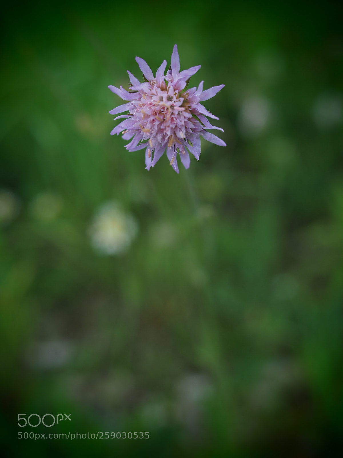 Olympus OM-D E-M1 Mark II sample photo. Untitled photography