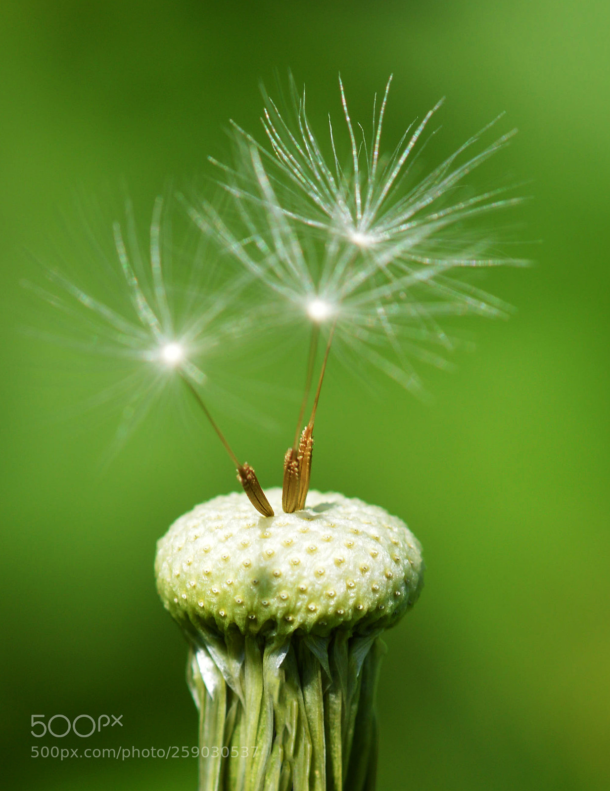 Nikon D3200 sample photo. Dandelion photography