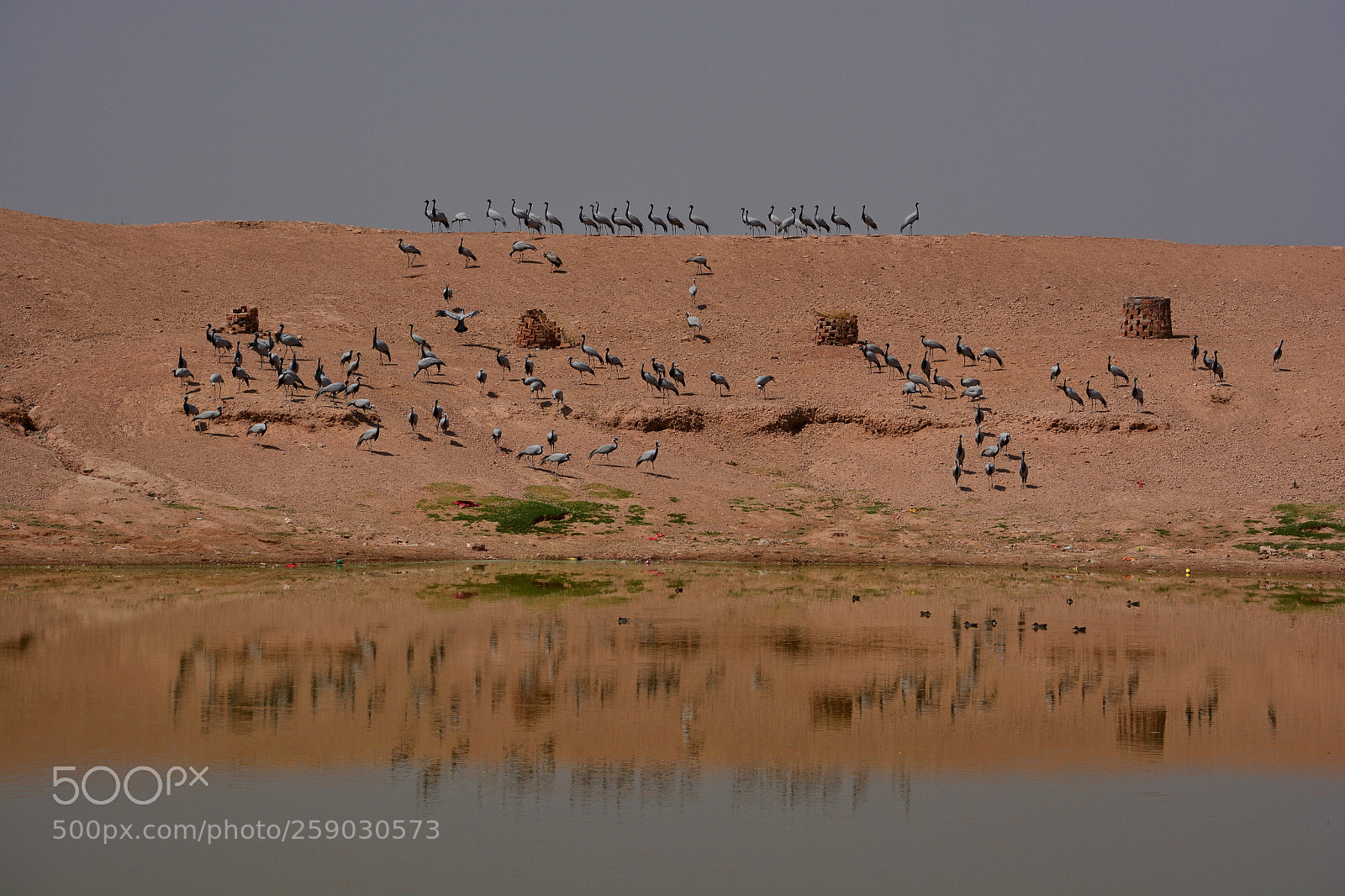 Nikon D5200 sample photo. Demoiselle cranes in khichan photography