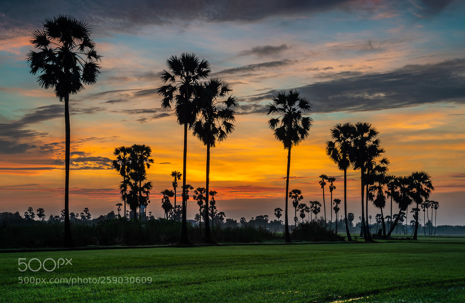 Nikon D610 sample photo. Sugar palm photography