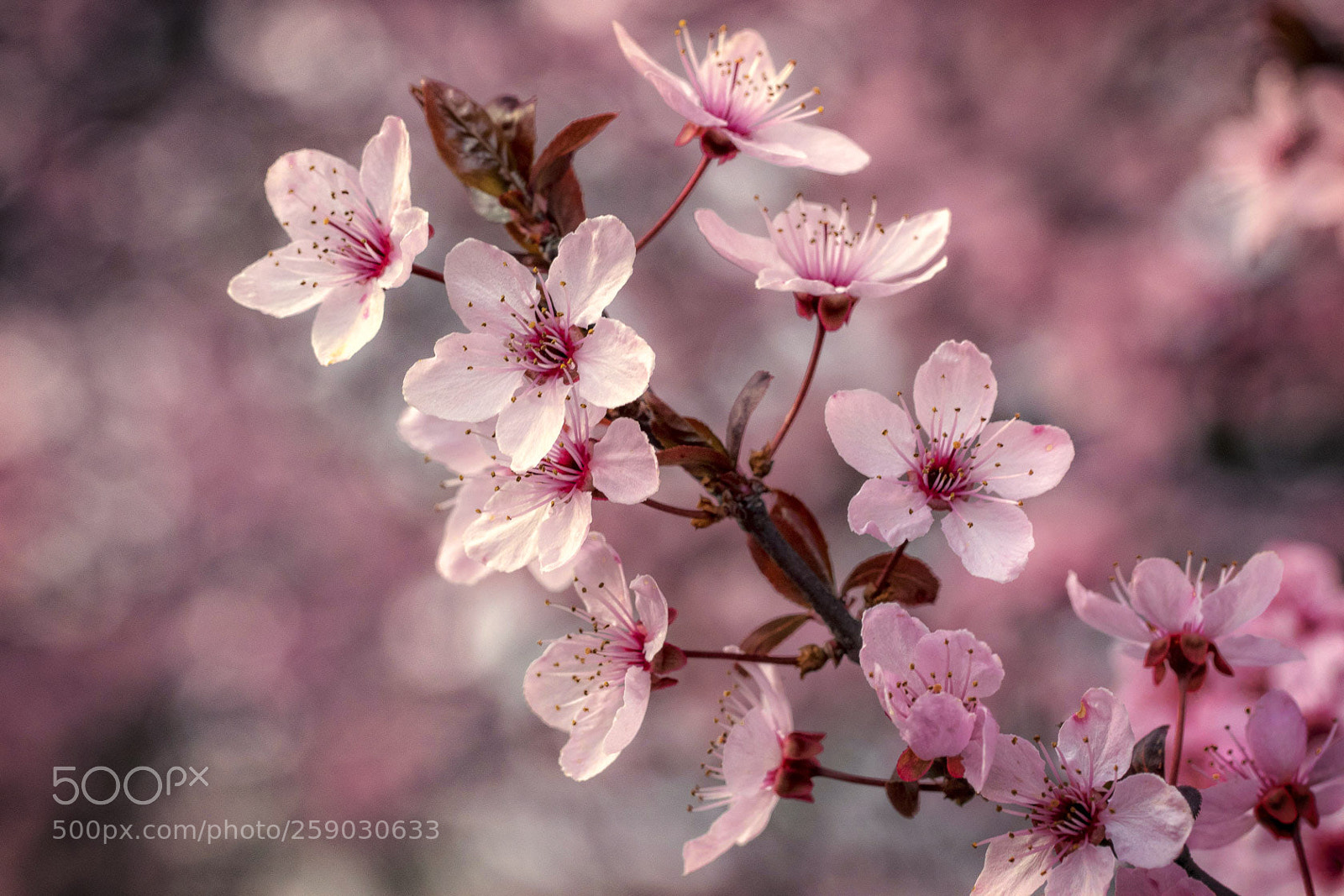 Canon EOS 7D Mark II sample photo. Prunus photography
