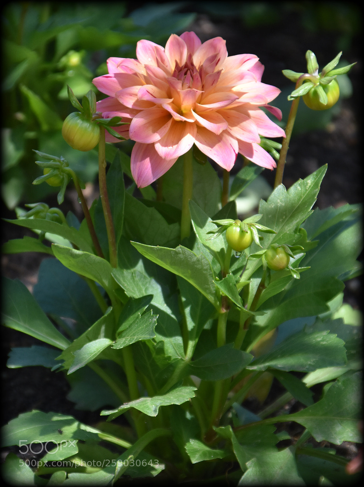 Nikon D7200 sample photo. "lit dalia" photography