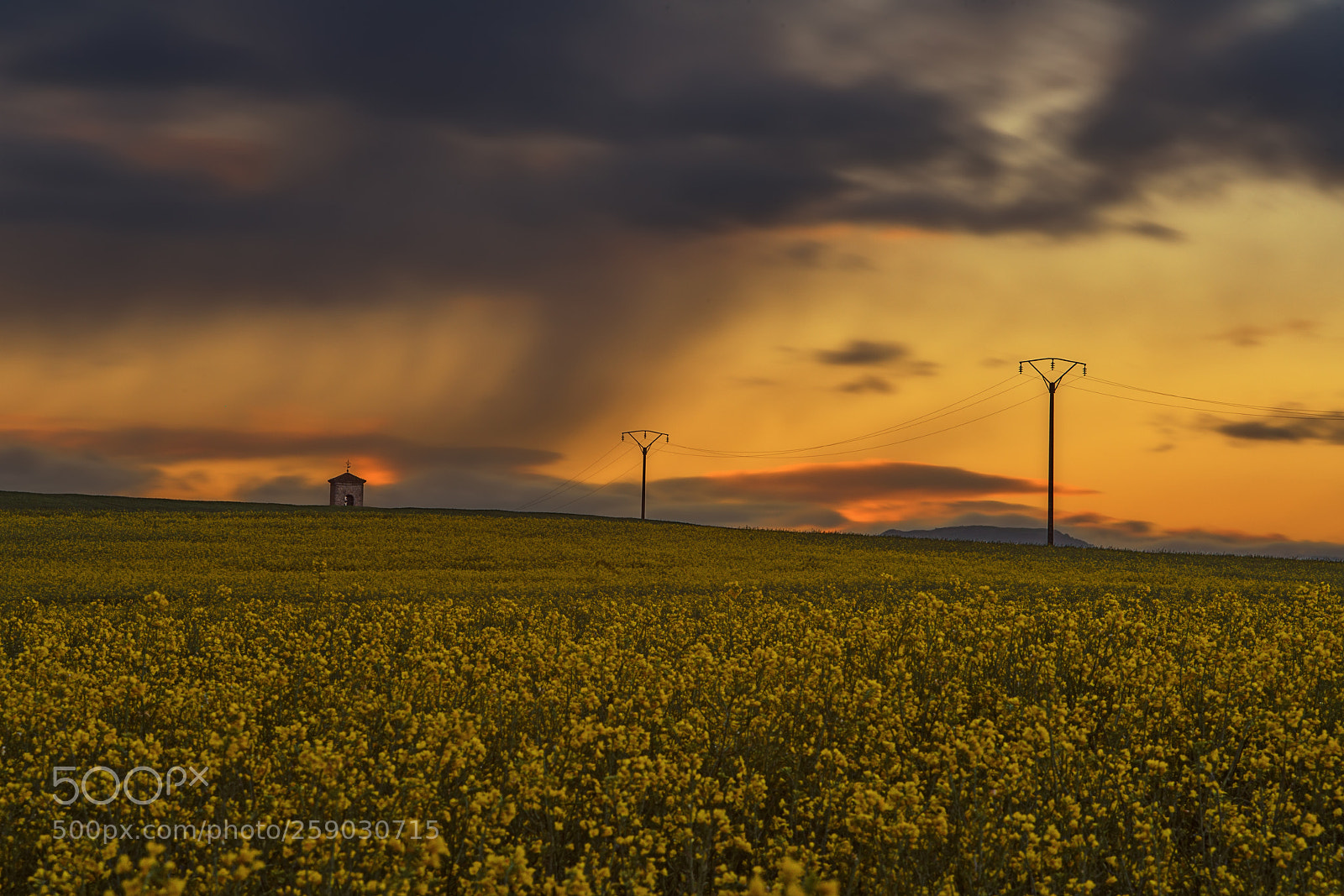 Sony a7R II sample photo. Sunrise over rapeseed fields photography