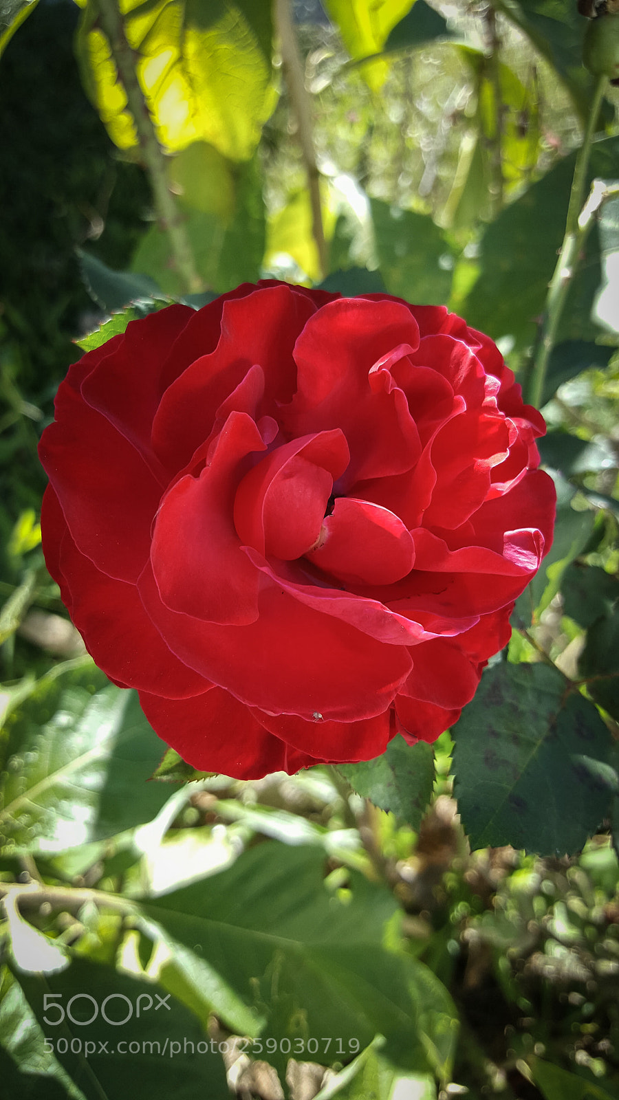 Samsung Galaxy Note5 sample photo. Rose in red photography