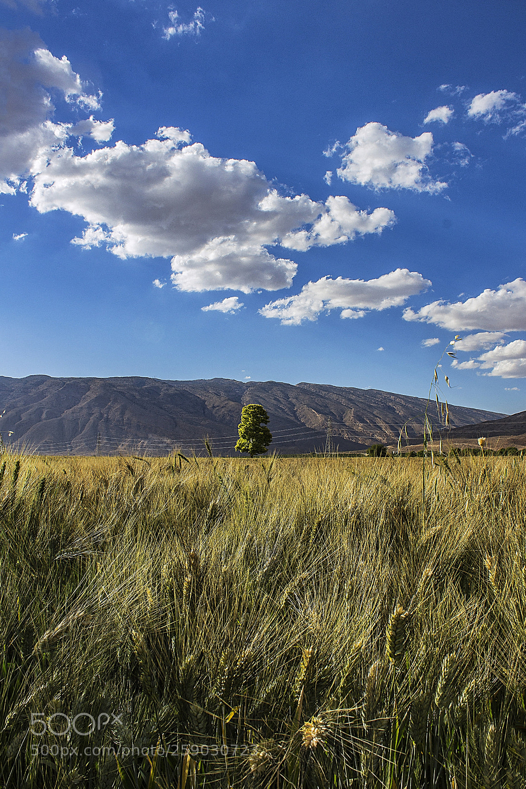 Canon EOS 700D (EOS Rebel T5i / EOS Kiss X7i) sample photo. Single tree photography