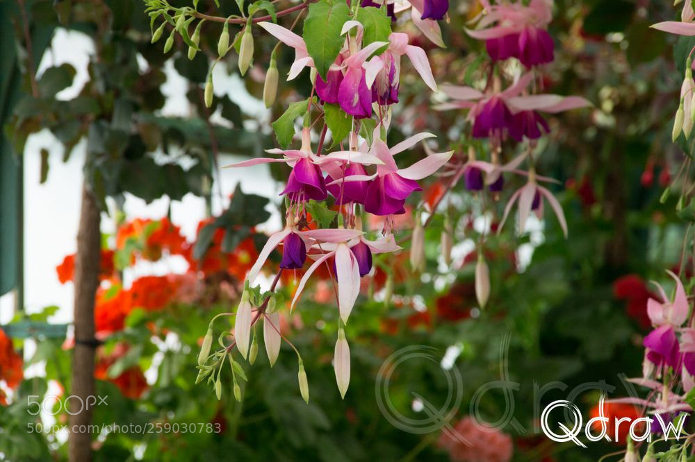 Sony SLT-A58 sample photo. Seres van laken photography