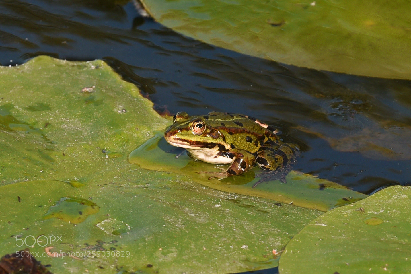 Nikon D810 sample photo. Frog on a leaf photography