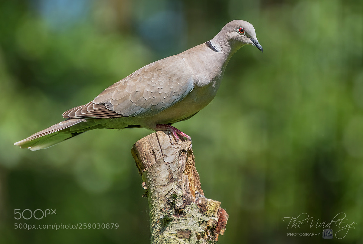 Fujifilm X-T2 sample photo. Collared dove photography