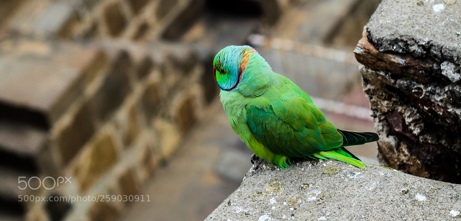 Canon EOS 600D (Rebel EOS T3i / EOS Kiss X5) sample photo. Wildlife () photography