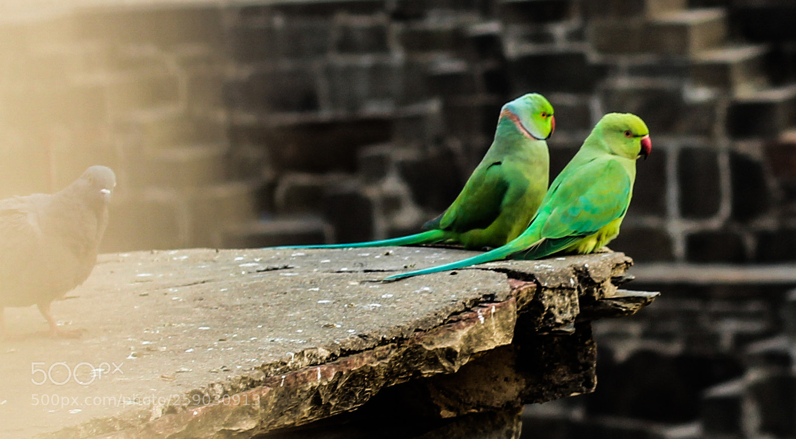 Canon EOS 600D (Rebel EOS T3i / EOS Kiss X5) sample photo. Wildlife () photography