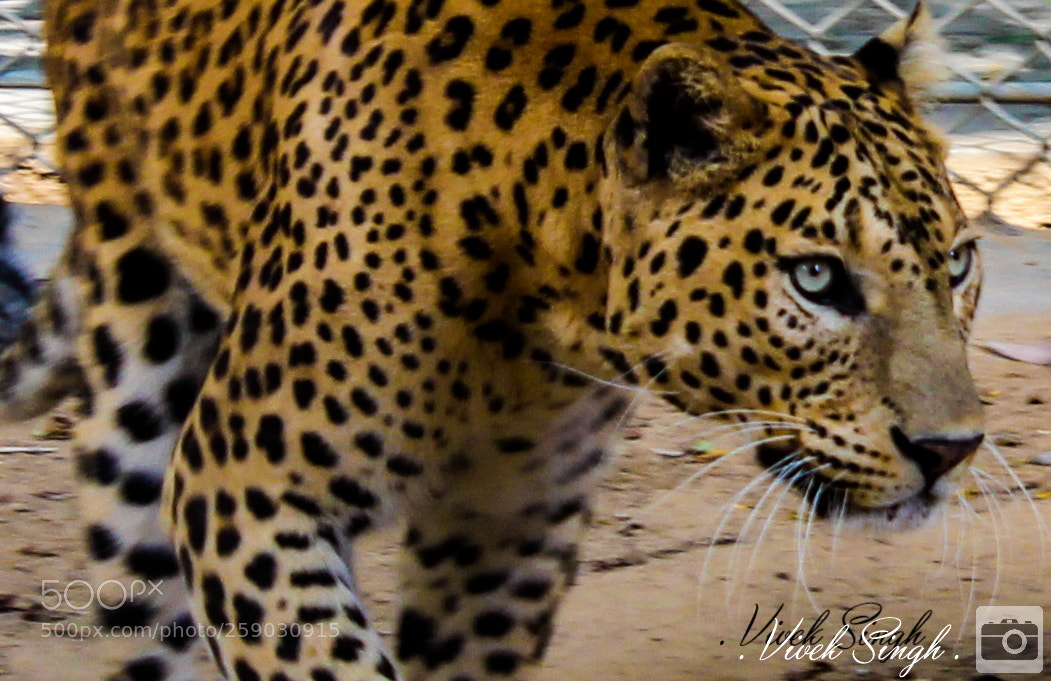 Canon EOS 600D (Rebel EOS T3i / EOS Kiss X5) sample photo. Wildlife photography