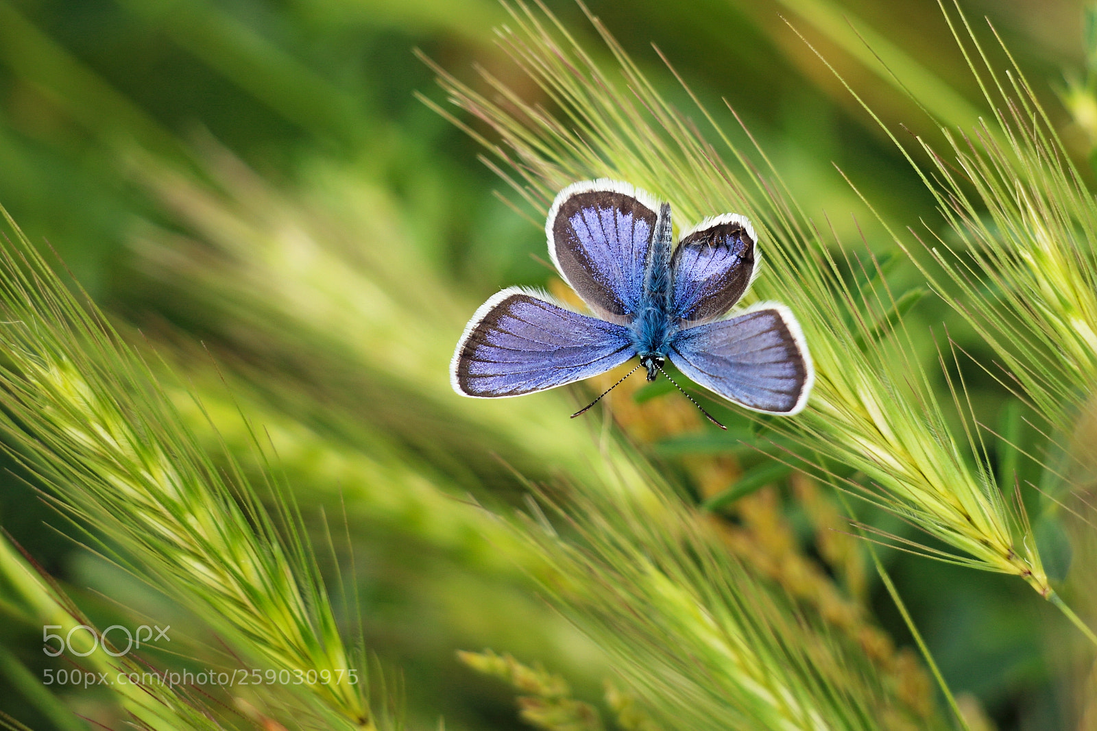 Canon EOS 760D (EOS Rebel T6s / EOS 8000D) sample photo. Butterfly photography