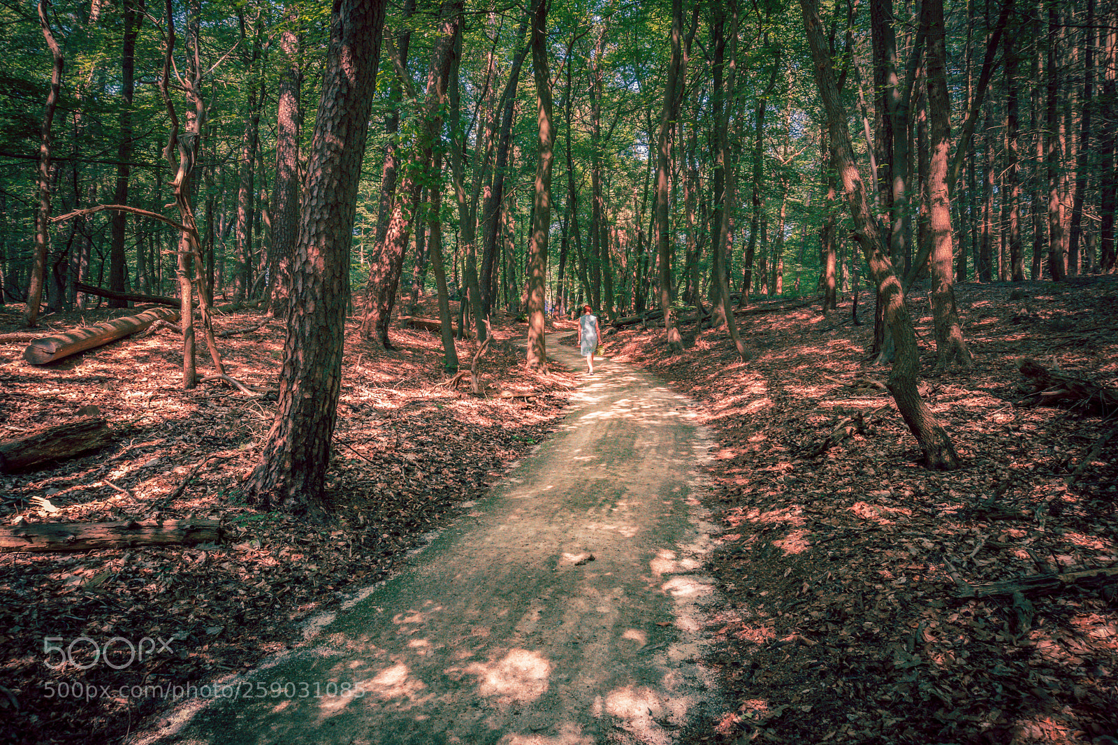 Sony a6300 sample photo. A walk deep in photography