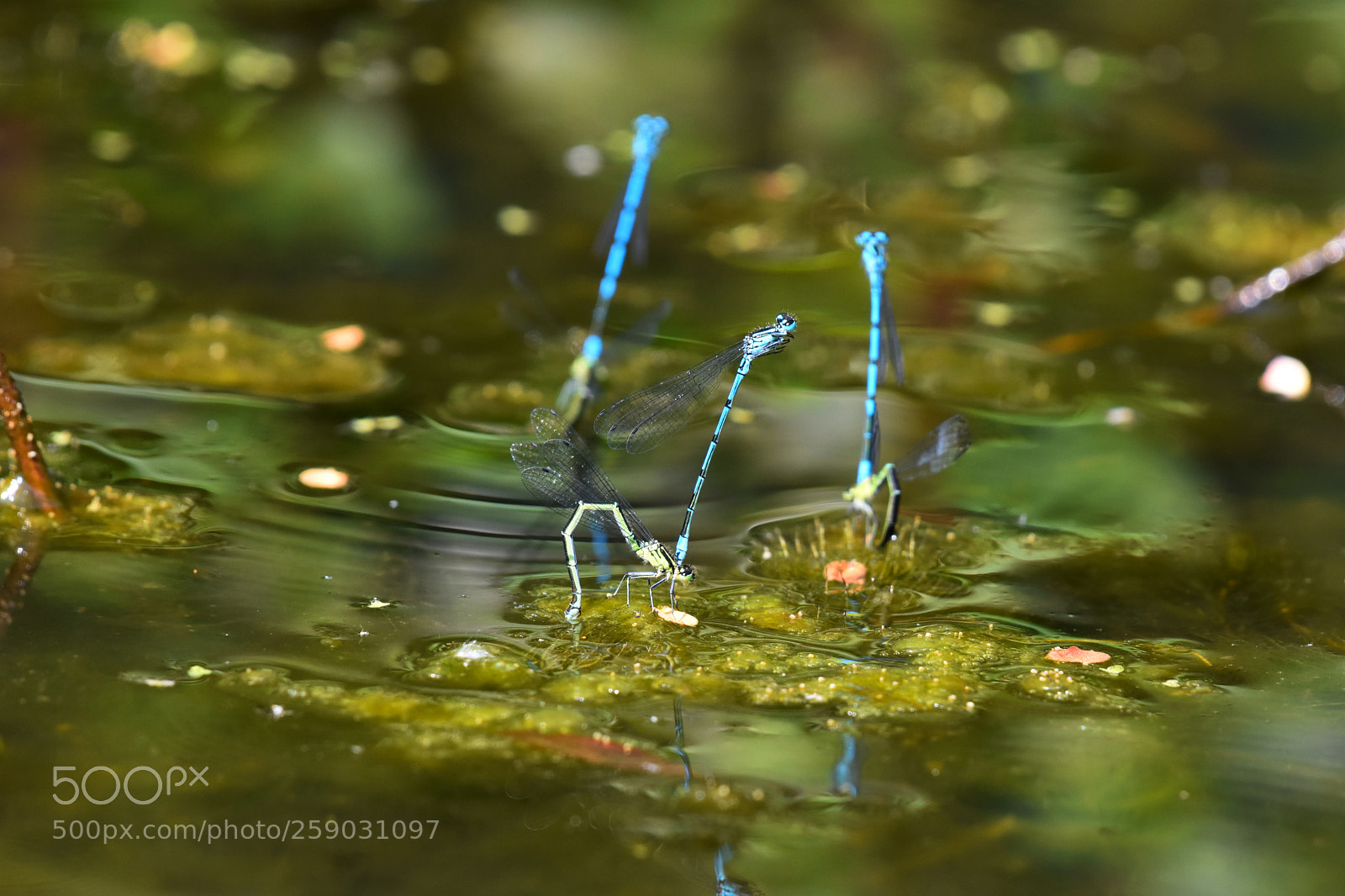 Nikon D7200 sample photo. Damselfly breeding photography
