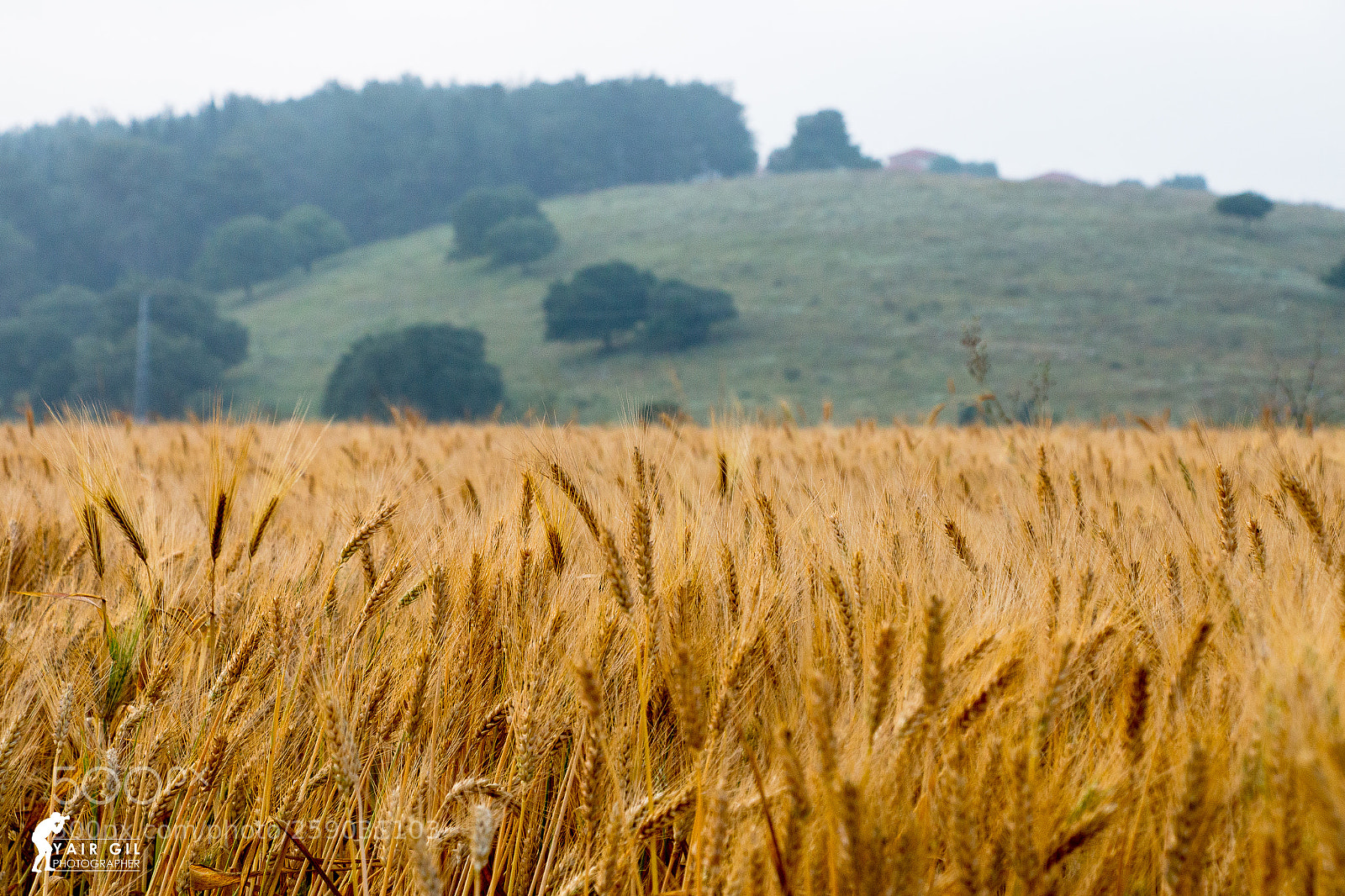 Canon EOS 70D sample photo. Time for harvest photography