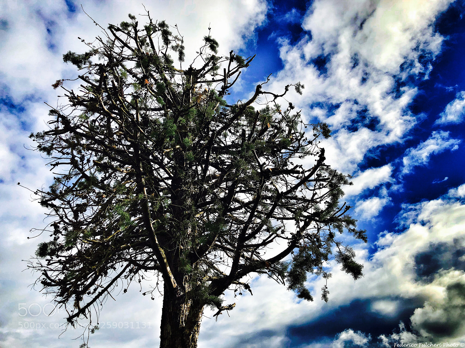 Apple iPhone 8 Plus sample photo. Branches rise to the photography