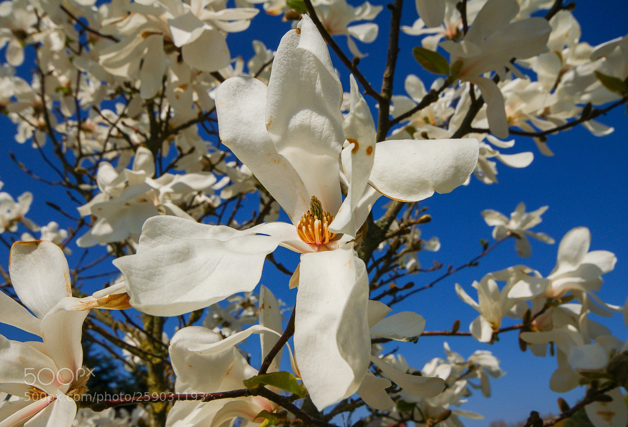 Sony Alpha DSLR-A300 sample photo. Magnolia photography