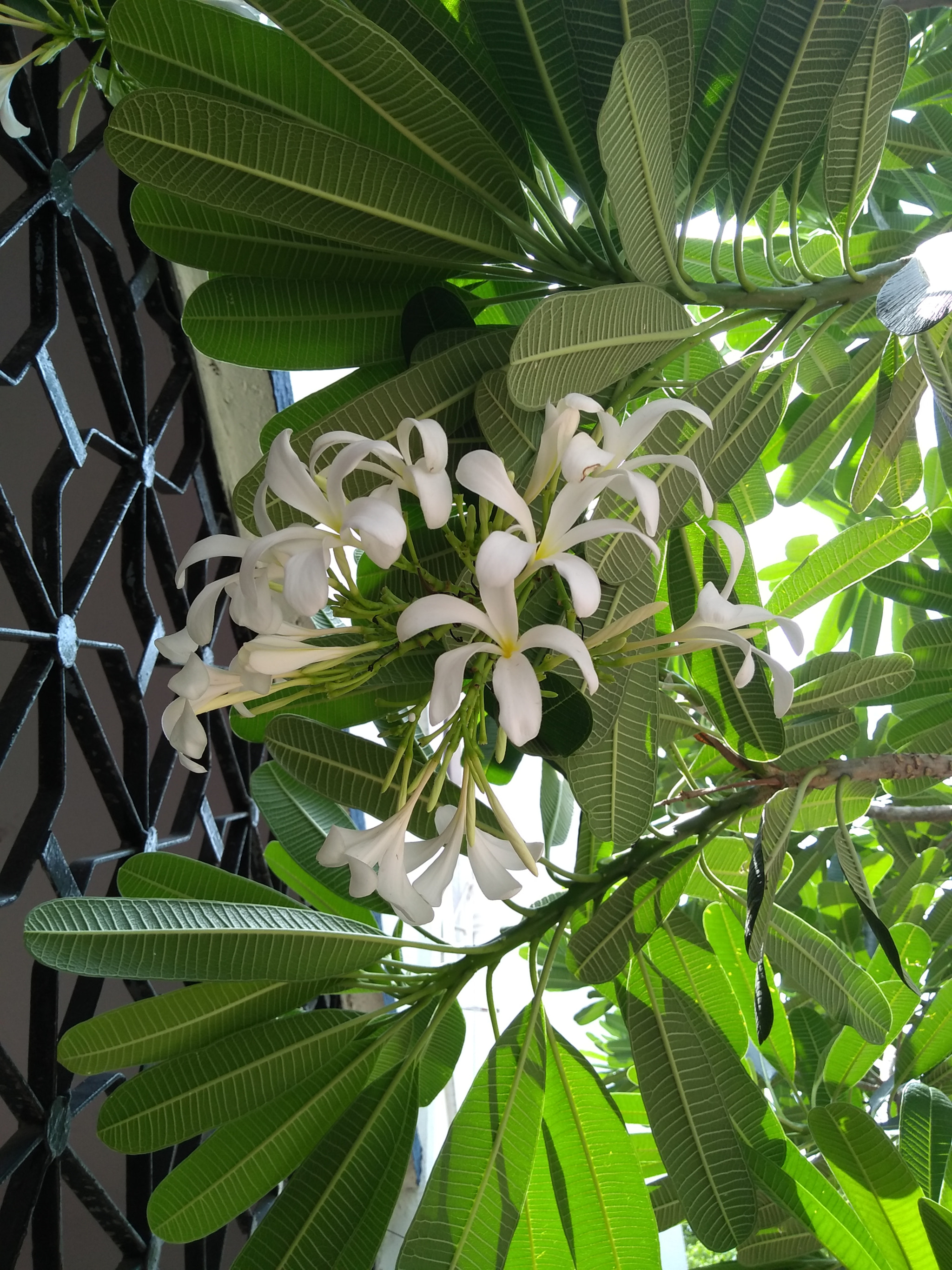Motorola Moto G (5S) Plus sample photo