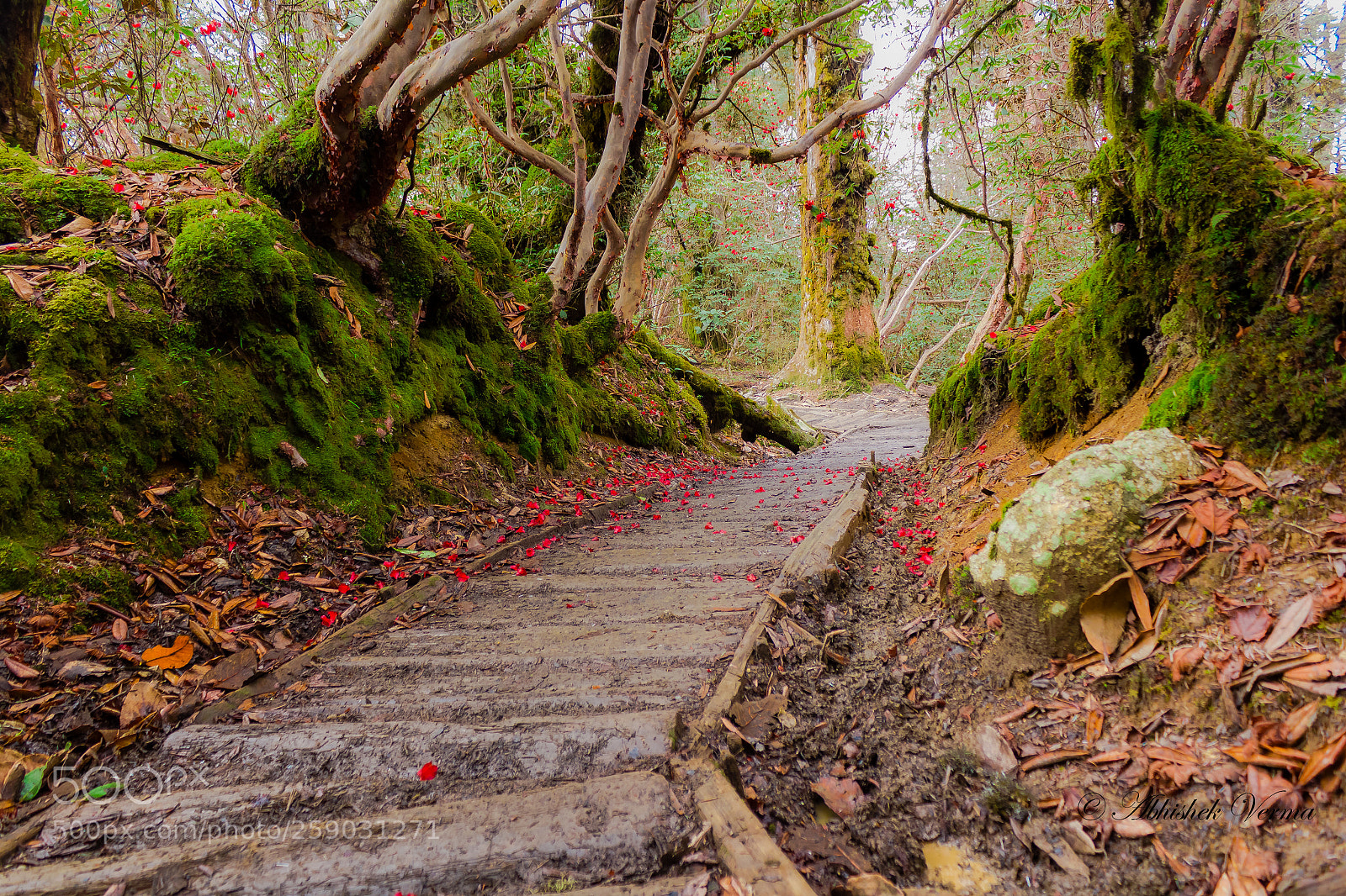 Canon EOS 550D (EOS Rebel T2i / EOS Kiss X4) sample photo. A trail to paradise photography