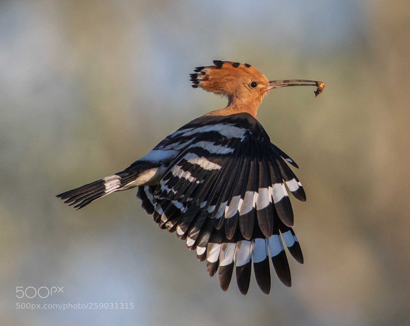 Canon EOS 5D Mark IV sample photo. Hop in the flight photography