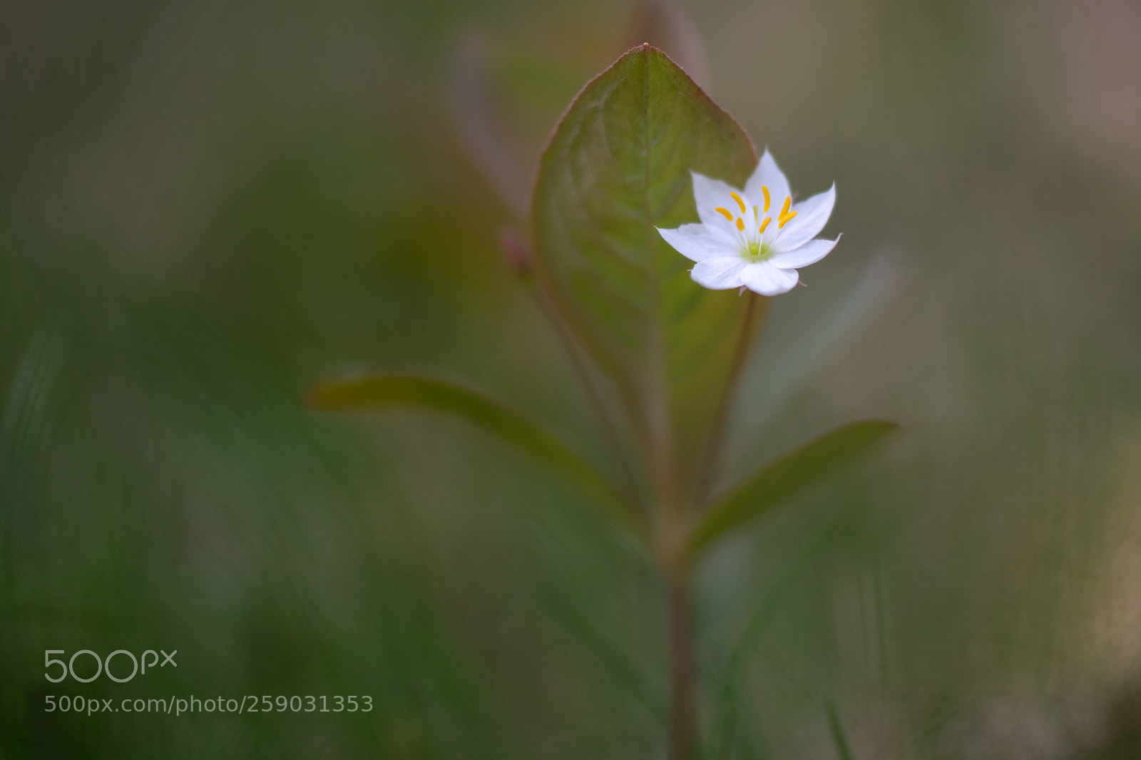 Nikon D7100 sample photo. Flower photography