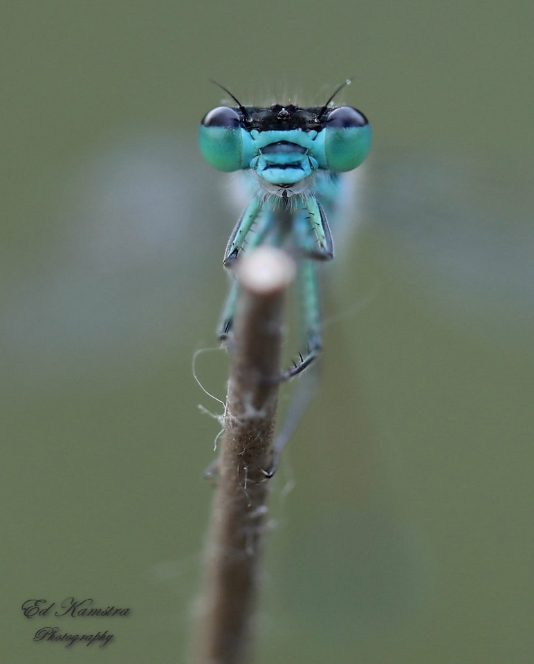 Canon EF 100mm F2.8L Macro IS USM sample photo. Waterjuffer photography