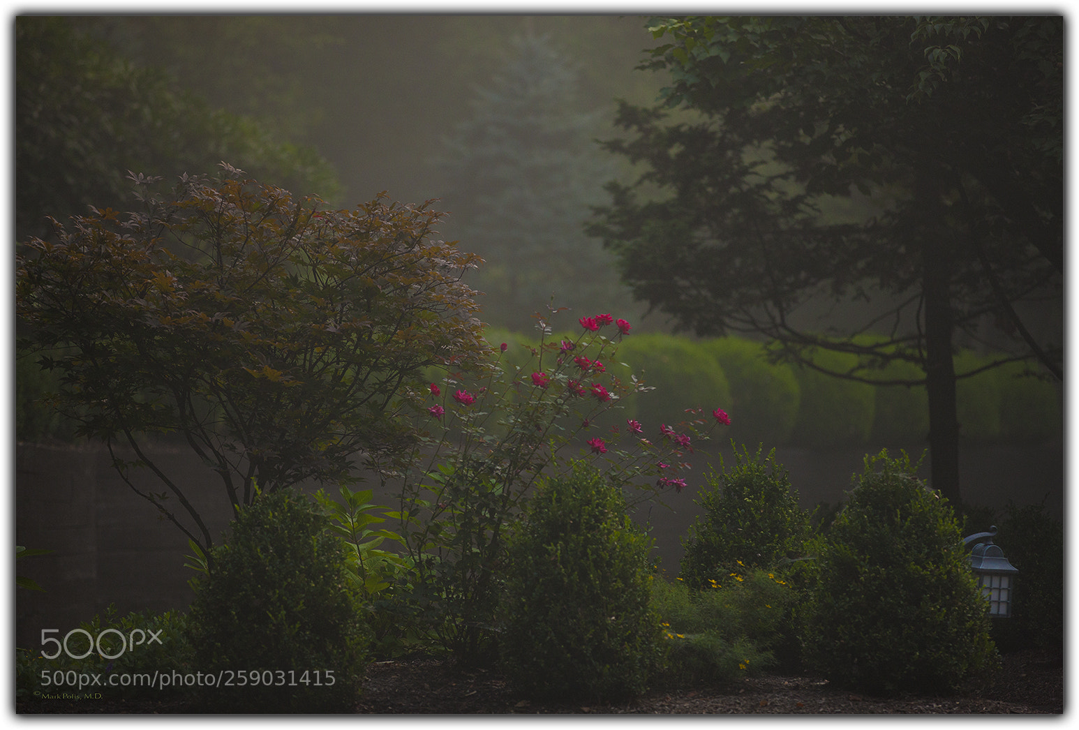 Canon EOS-1Ds Mark III sample photo. Ethereal morning photography