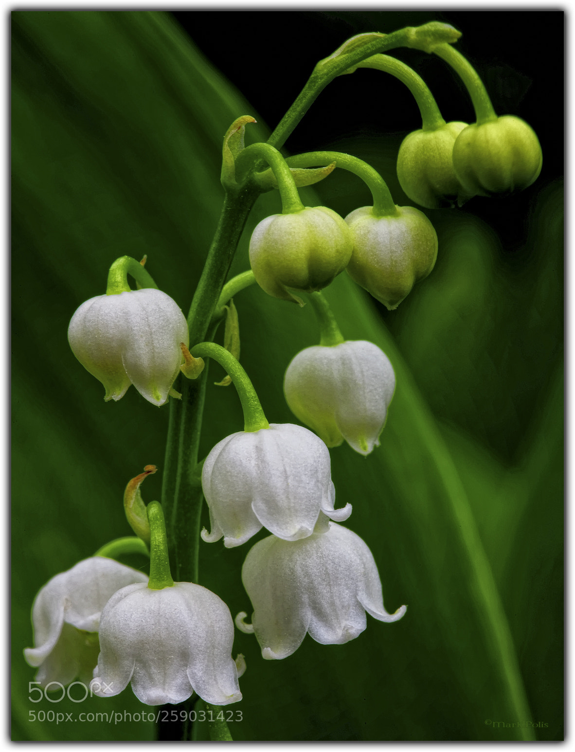 Canon EOS-1Ds Mark III sample photo. Lilies of the valley photography