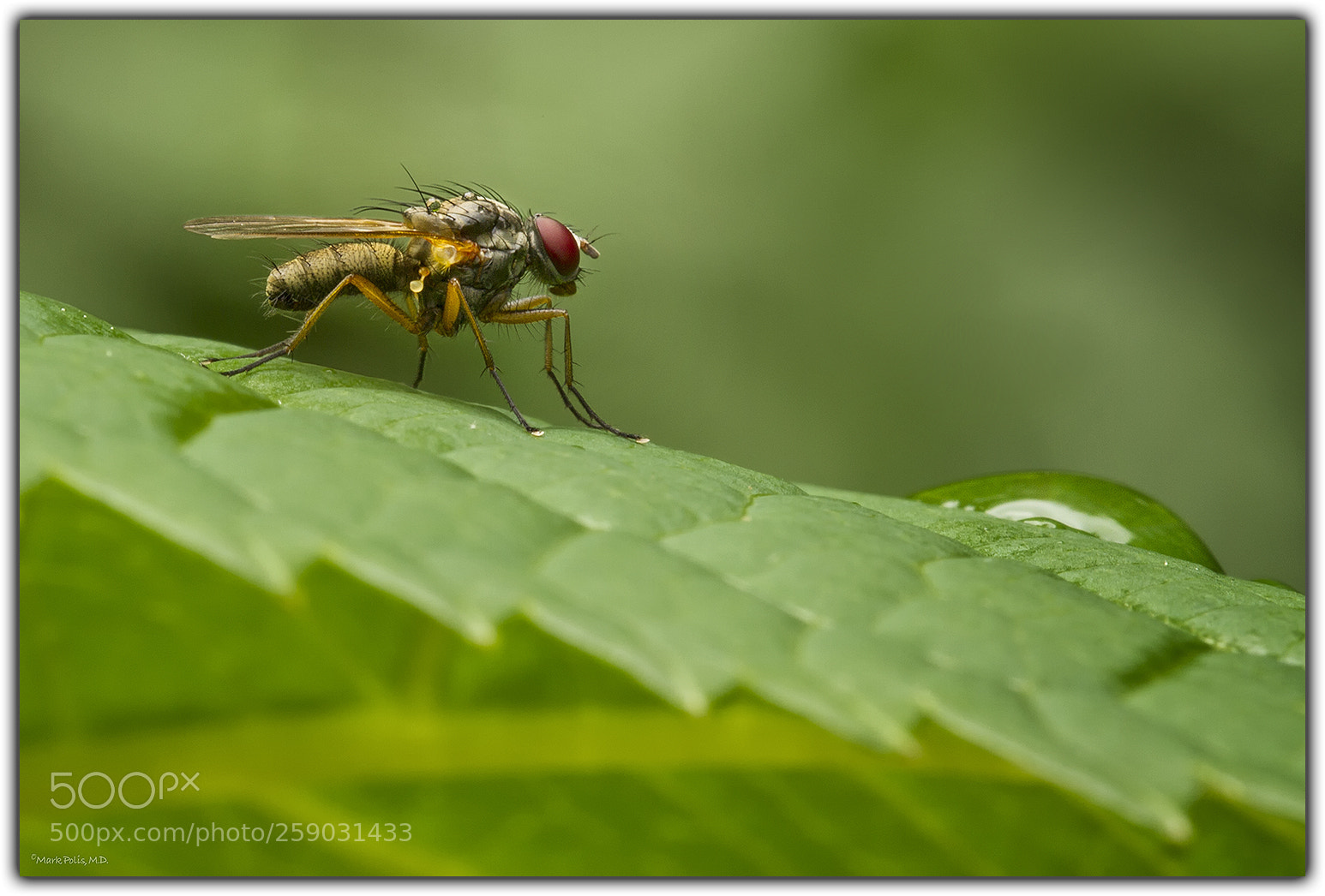 Canon EOS 7D sample photo. Robber fly photography