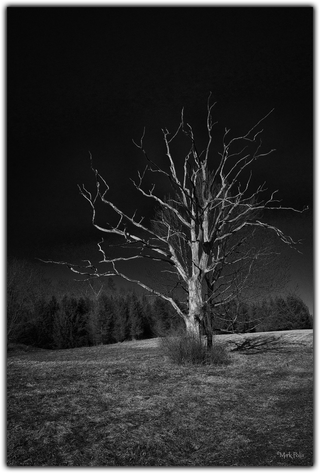 Leica M9 sample photo. Waddle tree mono photography