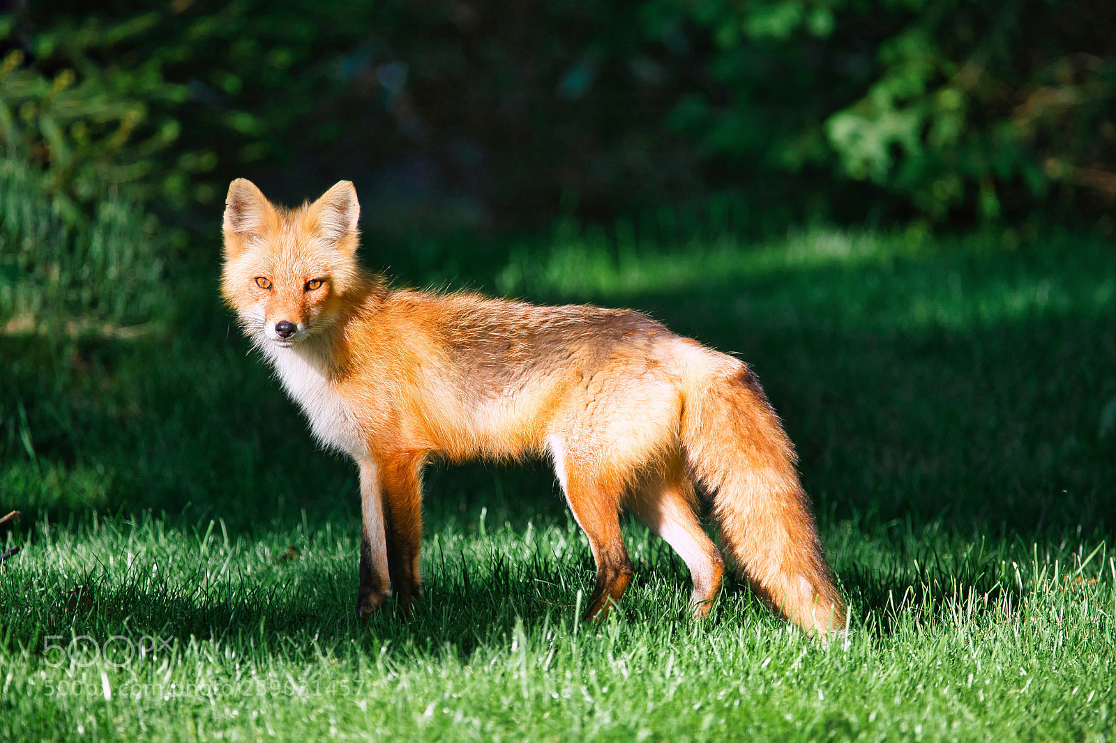 Canon EOS 5D Mark IV sample photo. Foxy photography