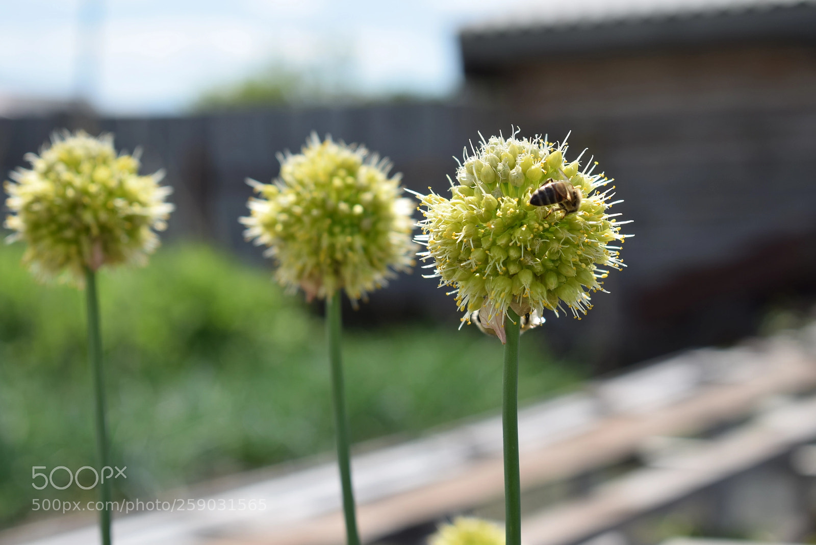 Nikon D3300 sample photo. Nature photography