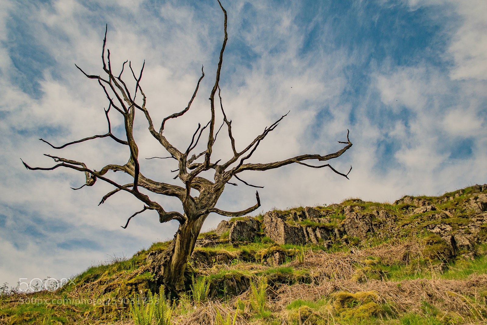 Nikon D5300 sample photo. Sculptural tree on hillside photography