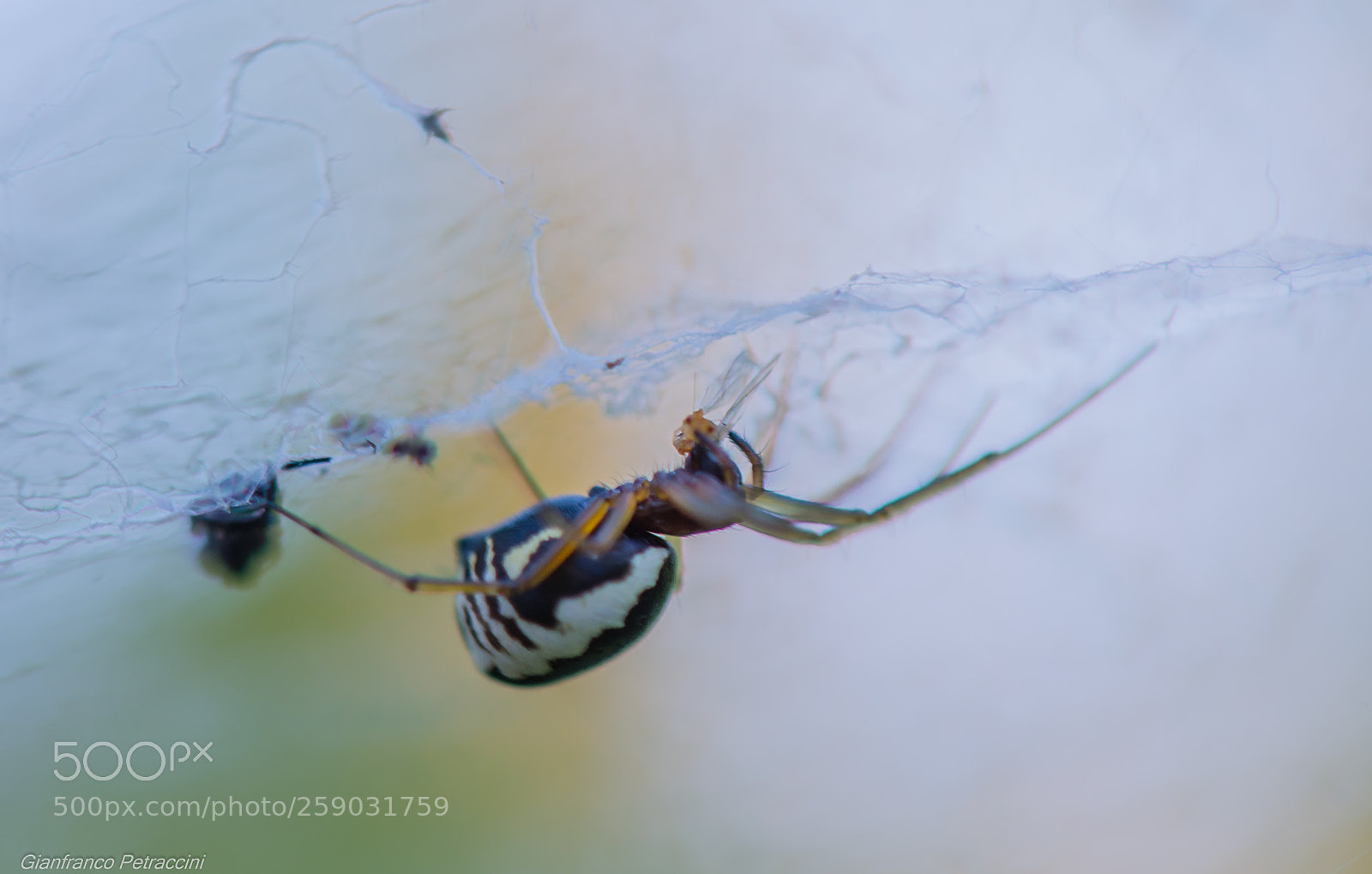 Nikon D7000 sample photo. Spider photography