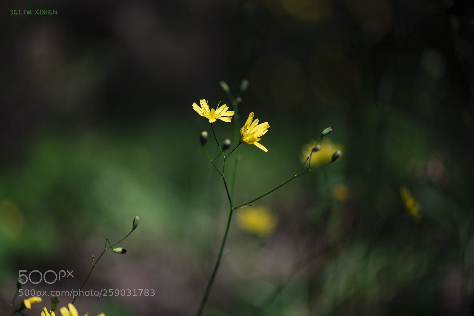Nikon D810 sample photo. Simple & beautiful photography