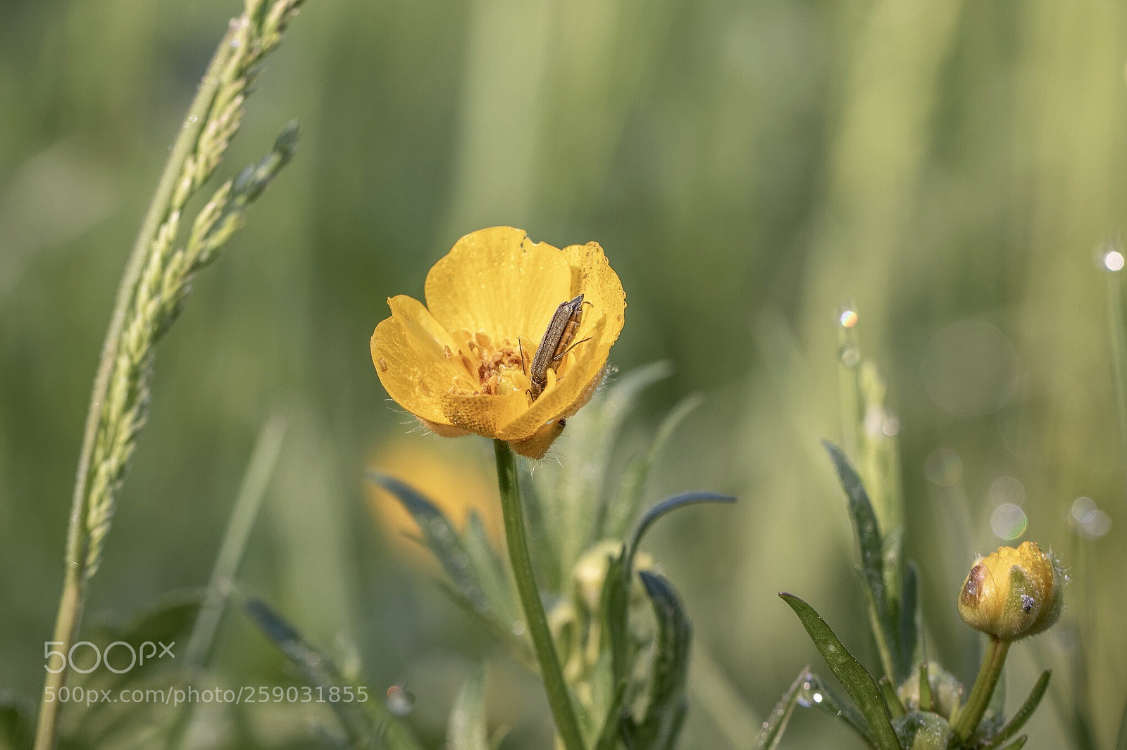 Canon EOS 7D Mark II sample photo. Spring photography