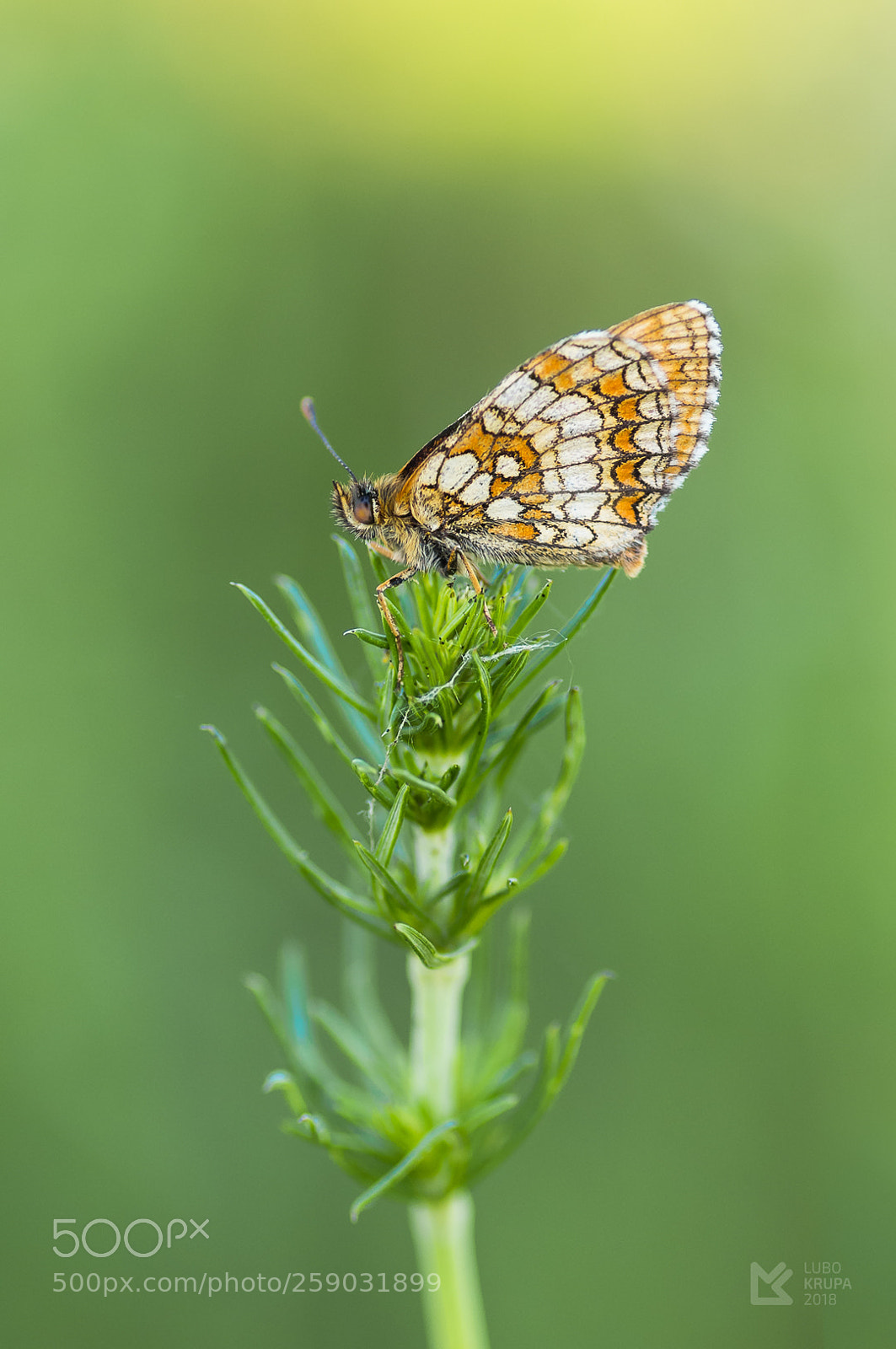 Pentax K-r sample photo. Melitaea athalia photography
