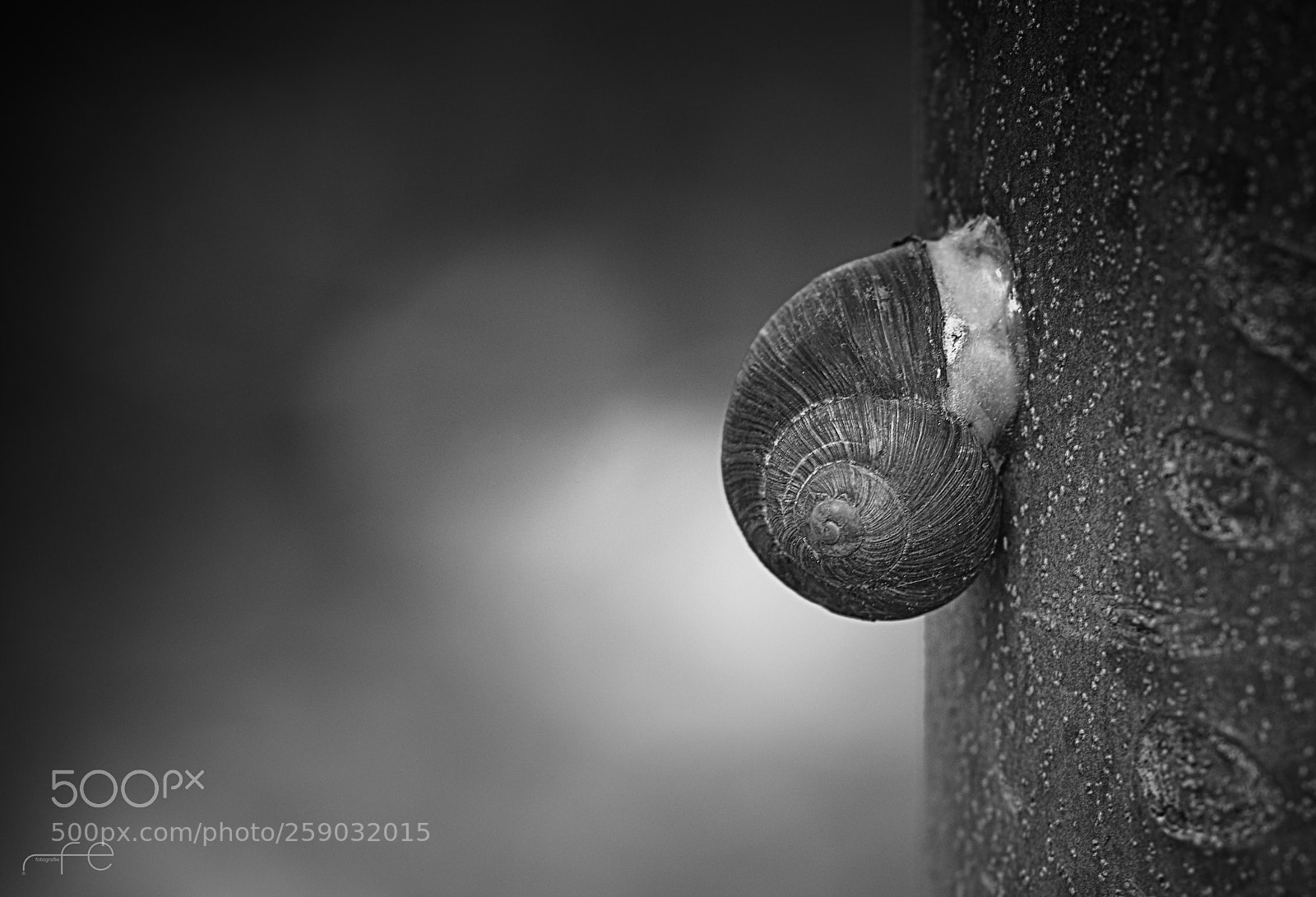 Nikon D800 sample photo. Protected photography