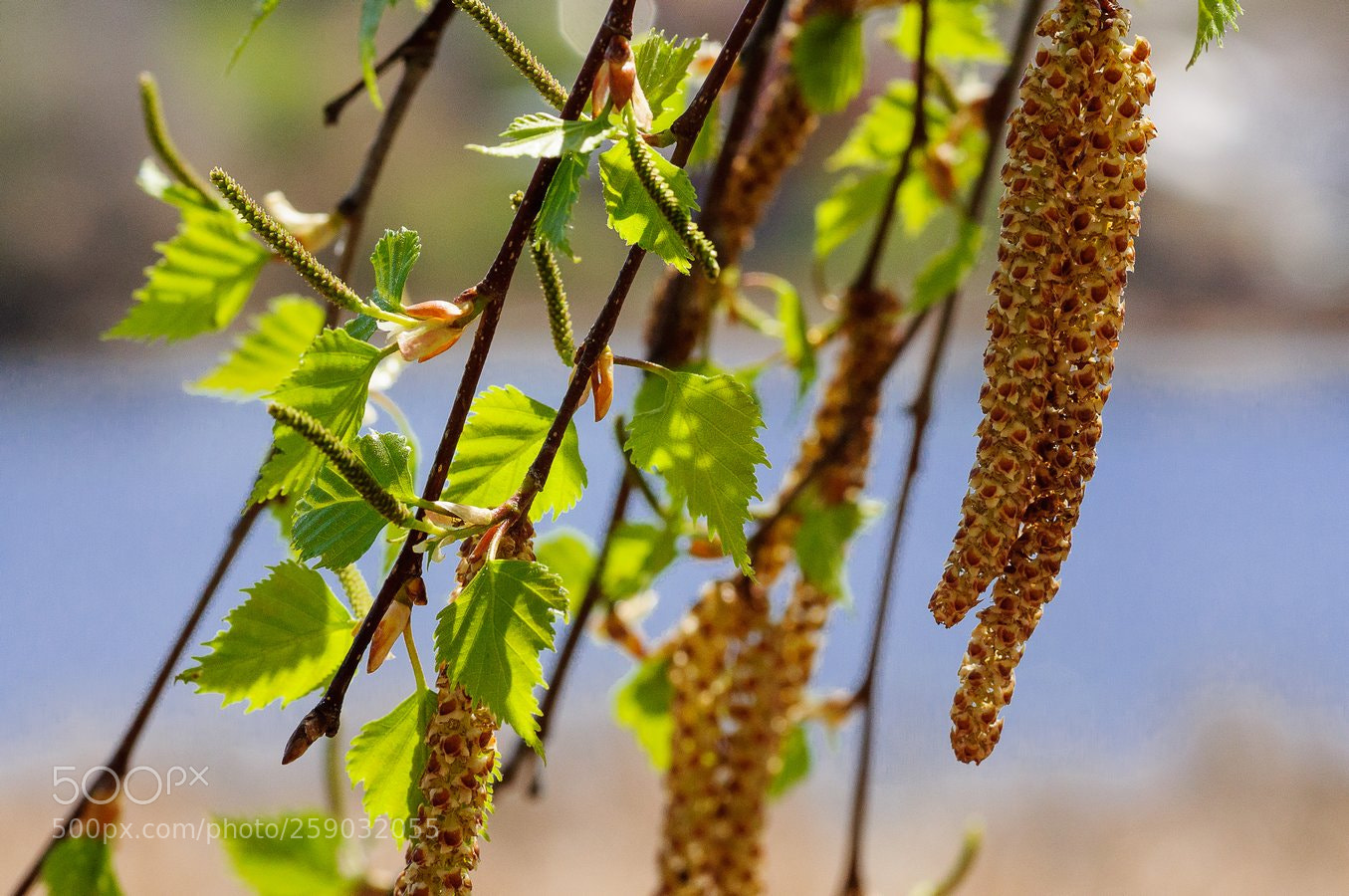 Nikon D90 sample photo. * photography
