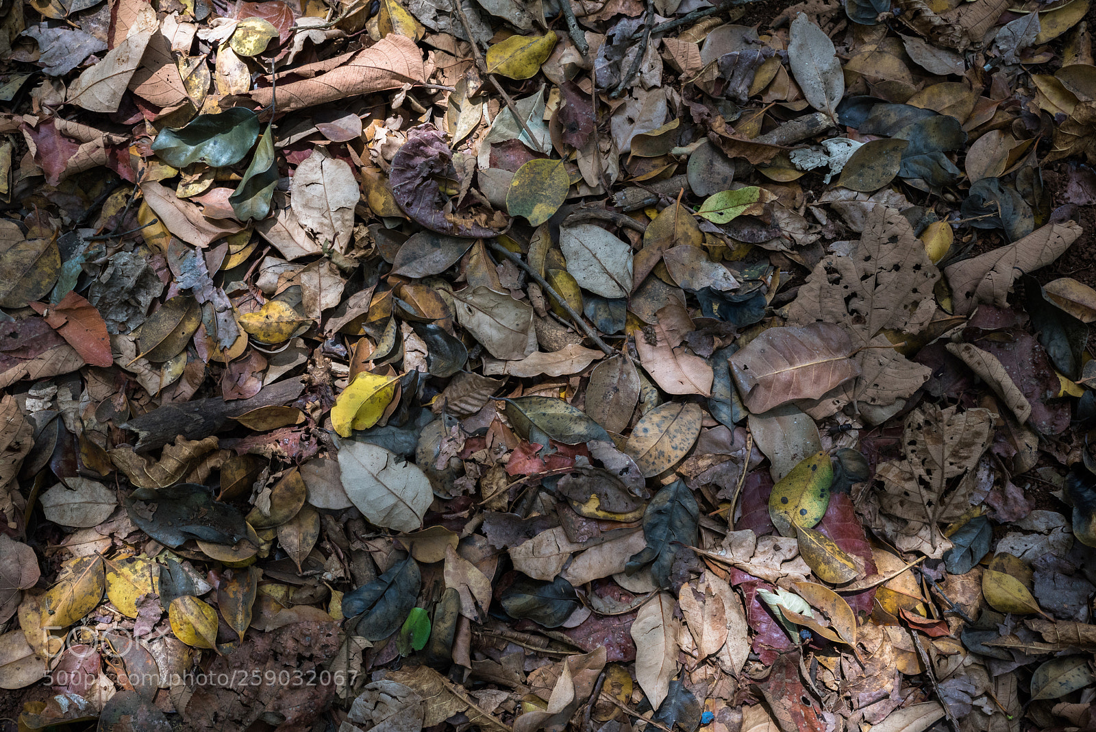 Nikon D750 sample photo. Colours of summer photography