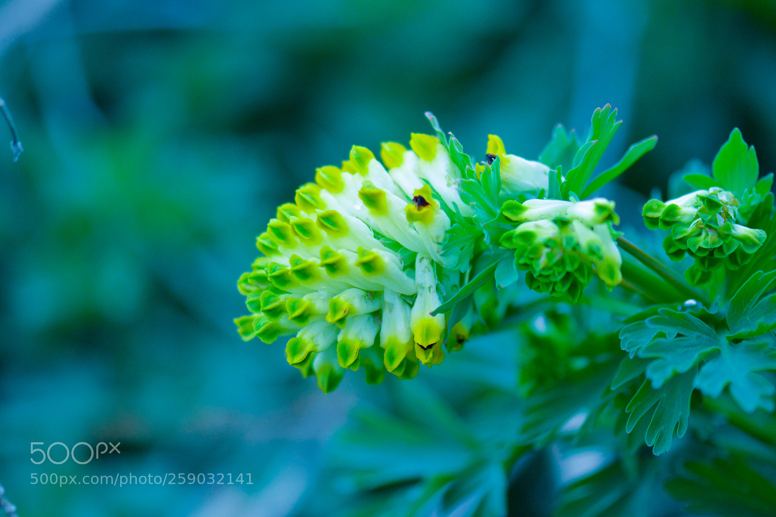 Nikon D7100 sample photo. A common yellow flower photography