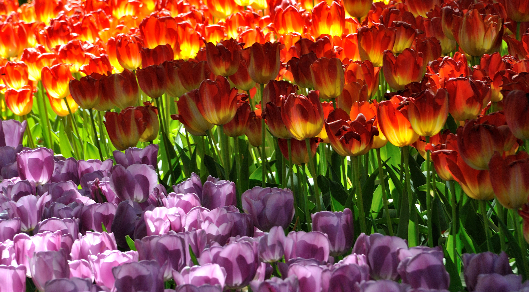 Nikon D700 sample photo. Spring in all his colors photography