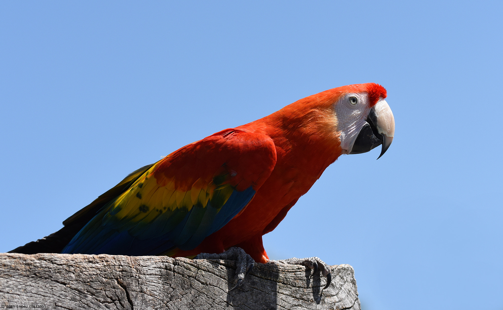Nikon D810 + Sigma 150-600mm F5-6.3 DG OS HSM | S sample photo. Colorful parrot...!!! photography