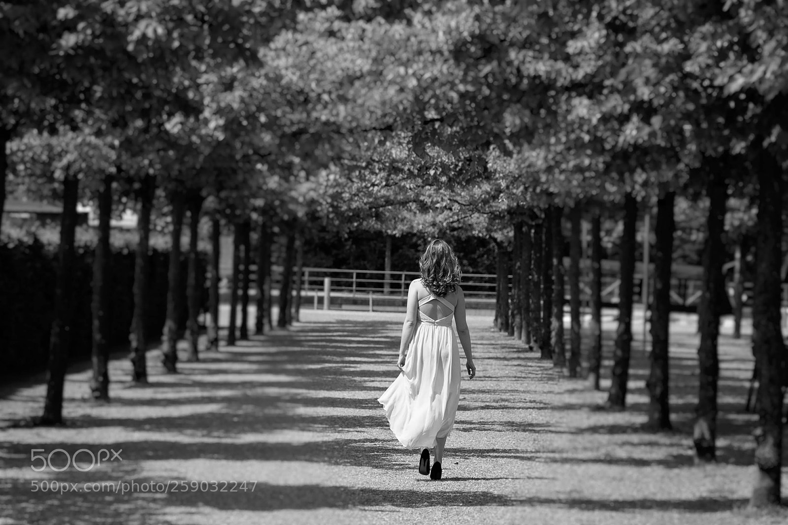 Canon EOS 5D Mark IV sample photo. Trees show the way photography