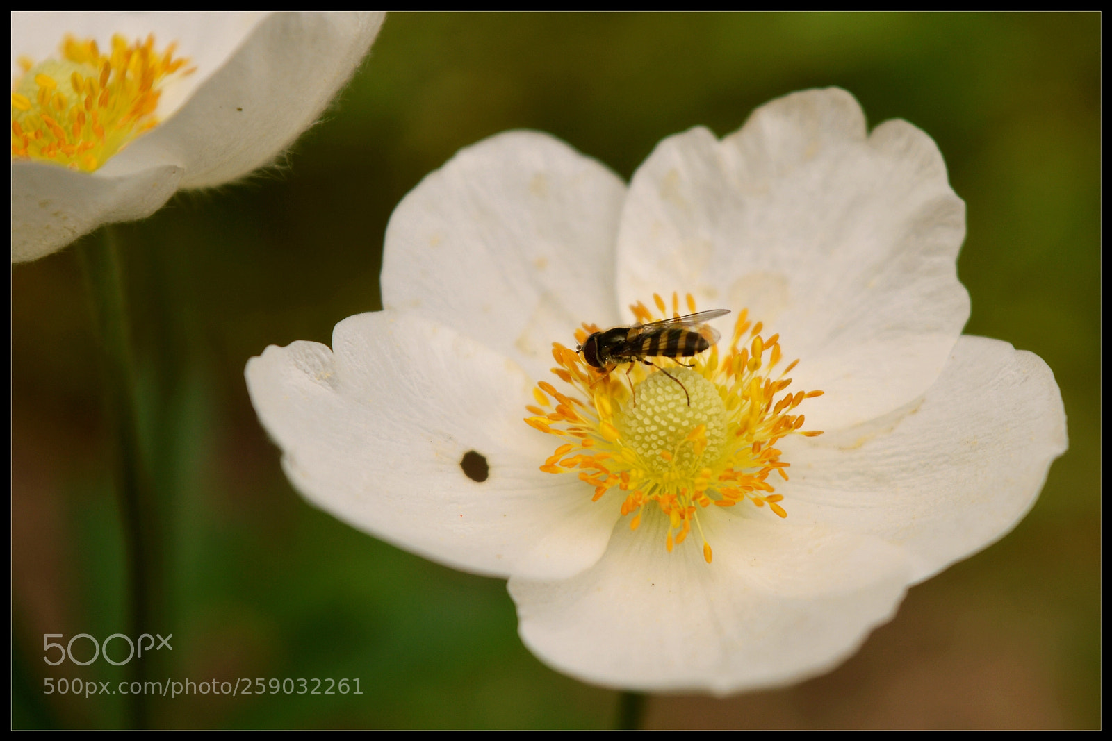 Nikon D3200 sample photo. Flower and wasp photography