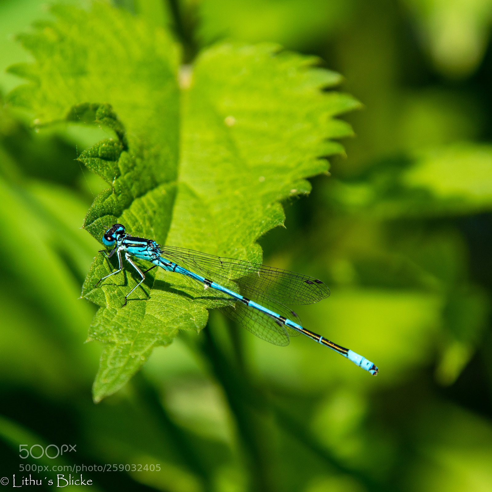 Nikon D5300 sample photo. Libelle - mal ein photography