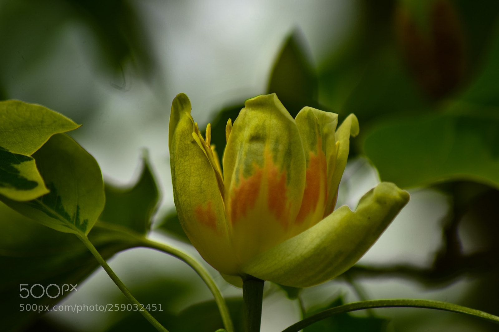 Nikon D7200 sample photo. Untitled photography