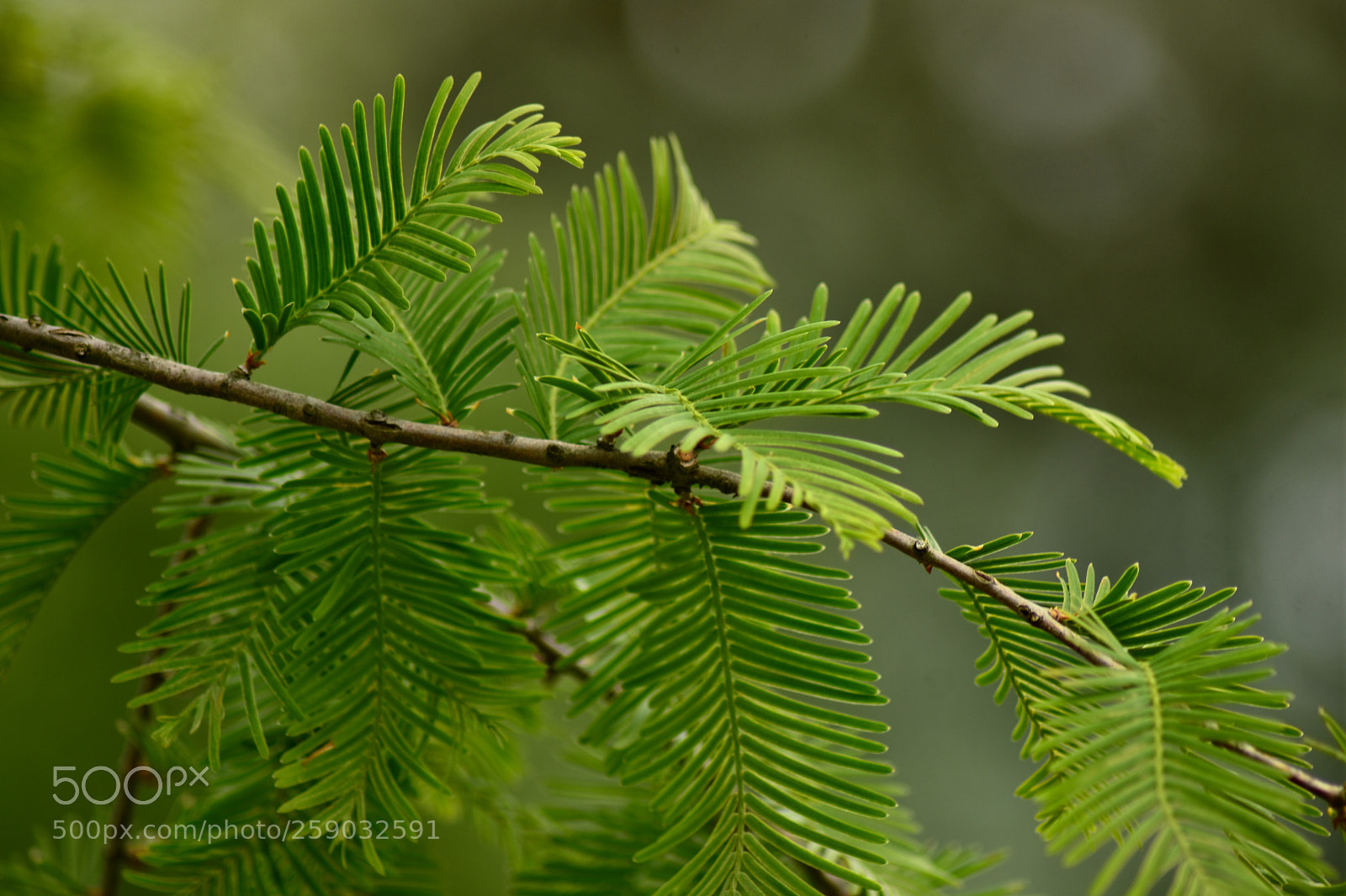 Nikon D7200 sample photo. Untitled photography
